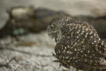 Burrowing Owl Walking