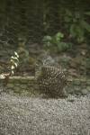 Burrowing Owl