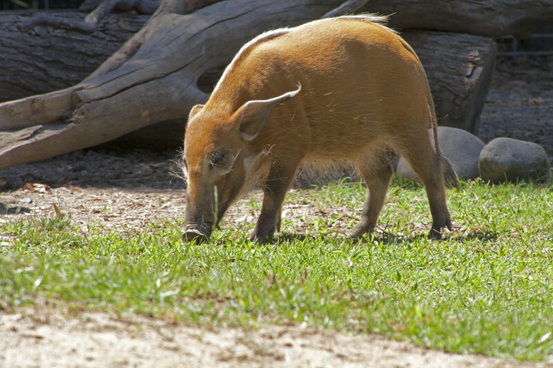 Bush Pig Walking with Head Lowered