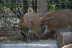 Bush Pig with Nose to the Ground