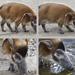 Bush Pigs (Red River Hogs) photographs