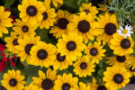 Black-Eyed Susan Flowers