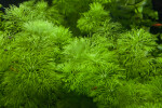 Bushy Aquatic Plant