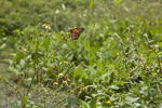 Butterfly at Stormwater Treatment Pond
