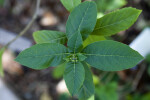 Butterfly Bush Leaves