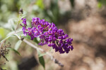 Butterfly Bush