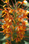 Butterfly Ginger Flowering Stalk at the Kanapaha Botanical Gardens