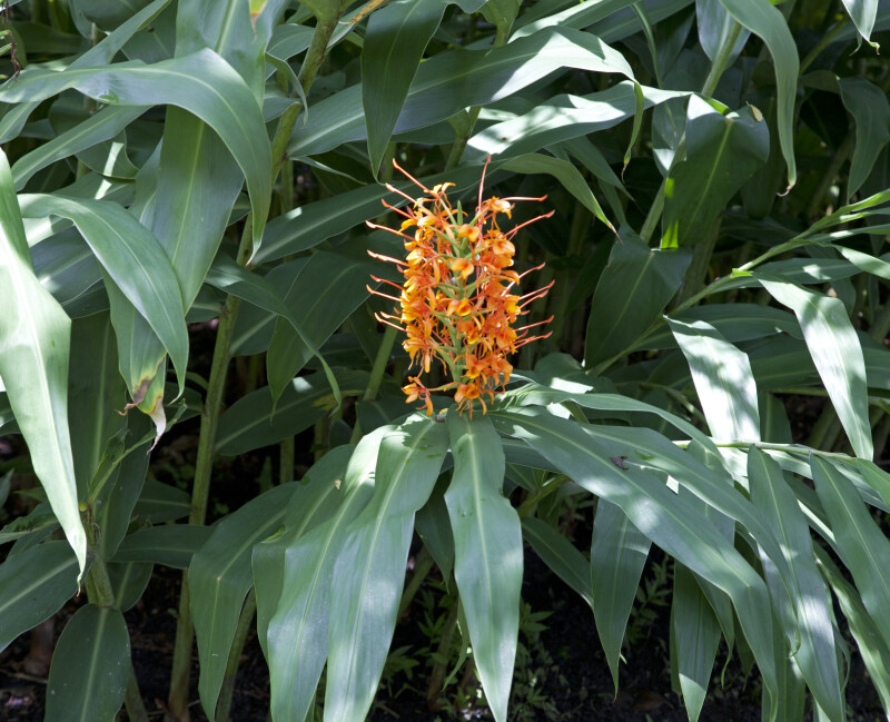 Butterfly Ginger Plant with a Flowering Stalk