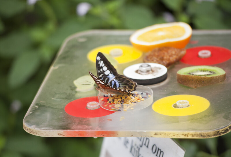 Butterfly in Petri Dish at the Artis Royal Zoo