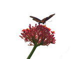 Butterfly Resting on Flower Buds of Plant