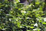 Butterfly-Sage Branches