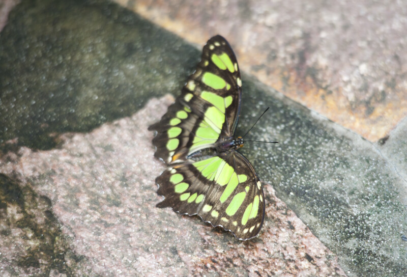 Butterfly with Black and Green Coloring at the Artis Royal Zoo