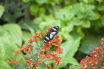 Butterfly with Black and White Coloring Resting on Plant at the Artis Royal Zoo
