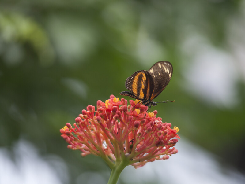 Butterfly with Orange and Black Coloring Resting on Red Flower Buds