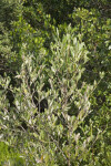 Buttonwood at the Flamingo Campgrounds of Everglades National Park