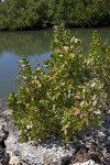 Buttonwood Mangrove at Biscayne National Park