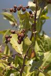 Buttonwood Mangrove Fruits and Leaves