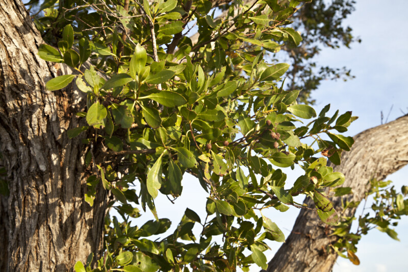 Buttonwood Mangrove Leaves and Small, Brown Fruit