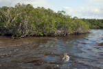 Buttonwood Mangroves