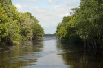 Buttonwood Mouth