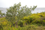 Buttonwood Tree Amongst Shrubs at the Flamingo Campgrounds of Everglades National Park