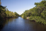 Buttonwood Vegetation