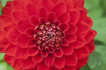 "By George" Dahlia