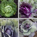 Cabbage photographs