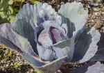 Cabbage at The Fruit and Spice Park