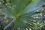Cabbage Palm Frond