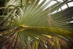 Cabbage Palm Leaves