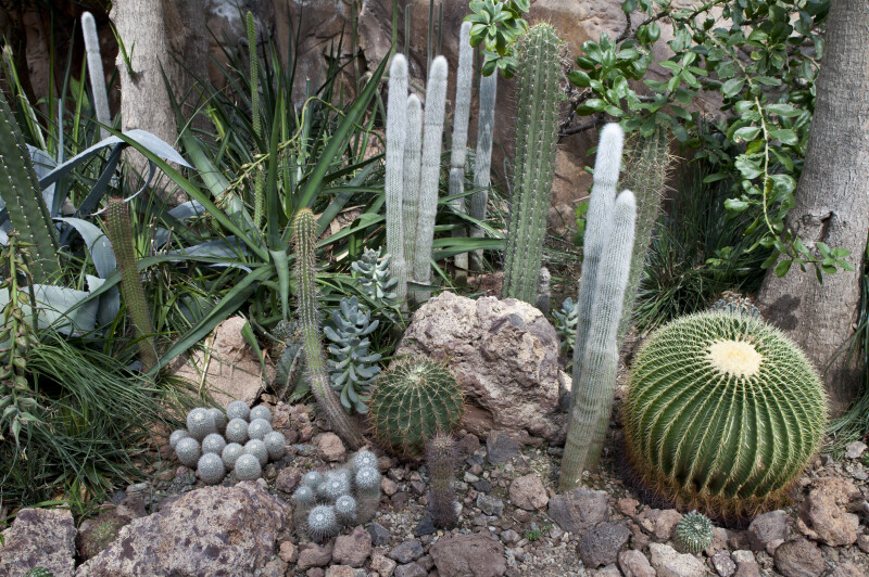 Cacti and Other Plants