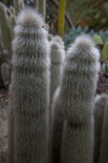 Cacti with Long, White Hairs