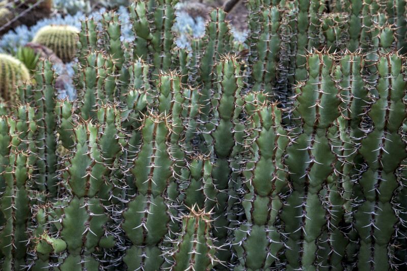 Cacti with Multiple, Two-Pronged Brown Spines