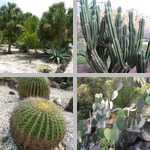 Cacti photographs