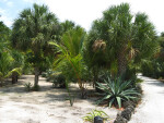 Cactus and Aloe Plant