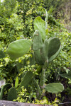 Cactus and Plants