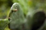 Cactus Budding