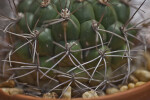 Cactus Close-Up