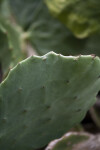 Cactus Detail