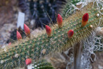 Cactus with Blooming Flowers