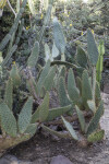 Cactus with Numerous, Large, Thin Paddles