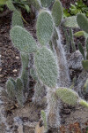 Cactus with Numerous, Long, White Thorns on its Paddles