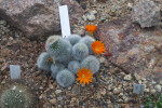 Cactus with Orange Flowers