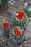 Cactus with Red Flowers