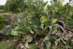 Cactuses Growing on Rocks