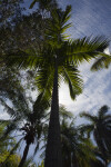 Calappa Palm (Actinorhytis calapparia)