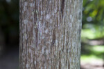 Calappa Palm Bark