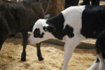 Calf with Black and White Fur at the Florida State Fairgrounds