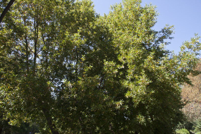 California Bay Laurel Tree at the UC Davis Arboretum